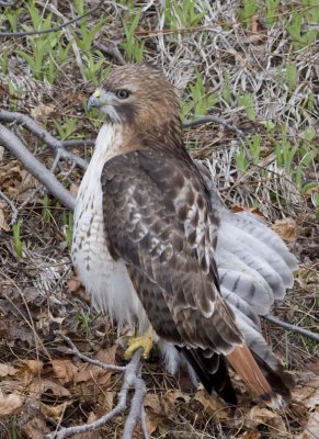 RedtailedHawk514R.jpg