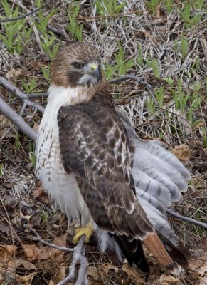 RedtailedHawk515R.jpg