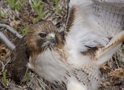 RedtailedHawk516R.jpg