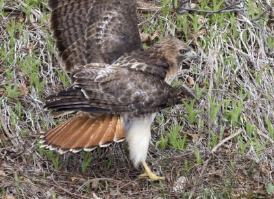 RedtailedHawk517R.jpg