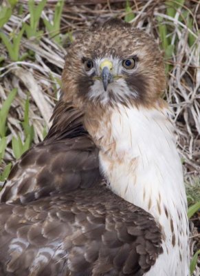 RedtailedHawk519R.jpg