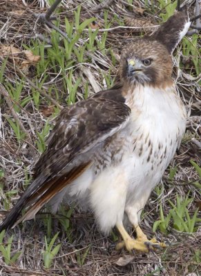RedtailedHawk521R.jpg