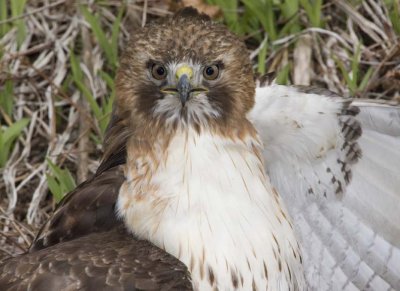 RedtailedHawk523R.jpg