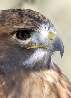 RedtailedHawk534.jpg