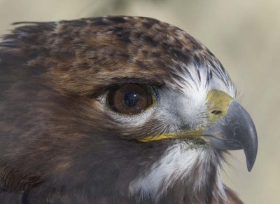 RedtailedHawk535.jpg