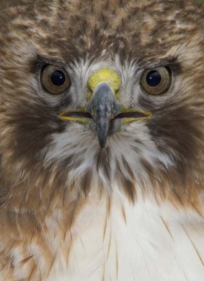 RedtailedHawk536.jpg