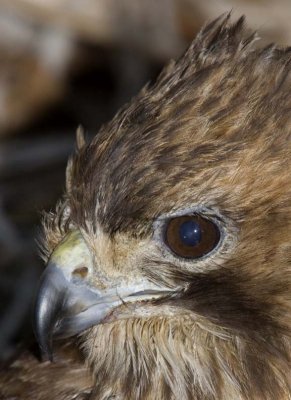 RedtailedHawk537.jpg