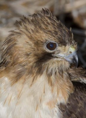 RedtailedHawk538.jpg