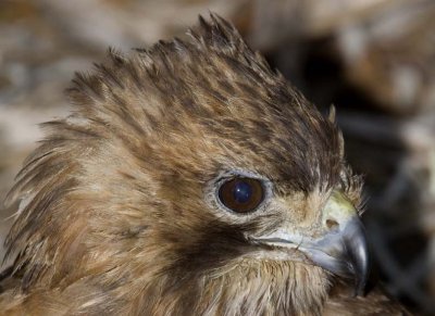 RedtailedHawk539.jpg