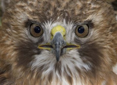 RedtailedHawk540.jpg