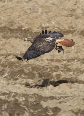 RedtailedHawk543.jpg