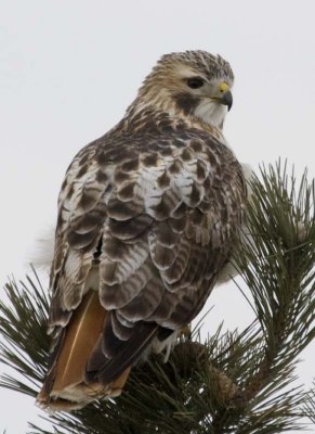 RedtailedHawk544.jpg