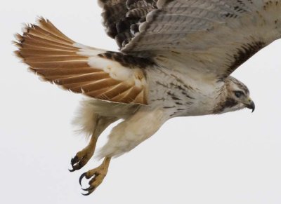 RedtailedHawk545.jpg