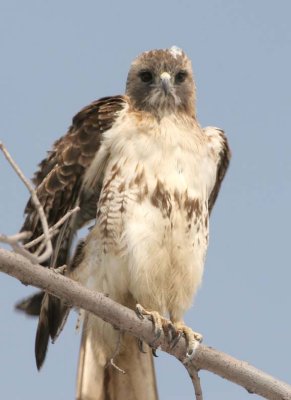 RedtailedHawk546.jpg