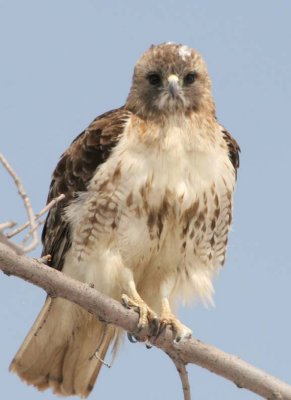 RedtailedHawk547.jpg