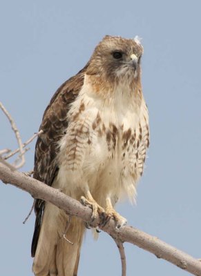 RedtailedHawk548.jpg