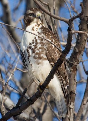 RedTailedHawk559.jpg