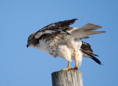 RedTailedHawk562.jpg