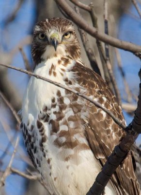 RedTailedHawk563.jpg