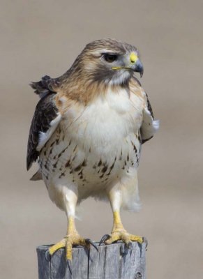 RedTailedHawk565.jpg