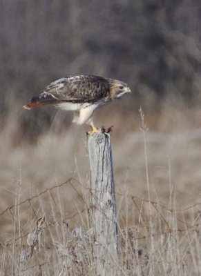 RedTailedHawk570.jpg