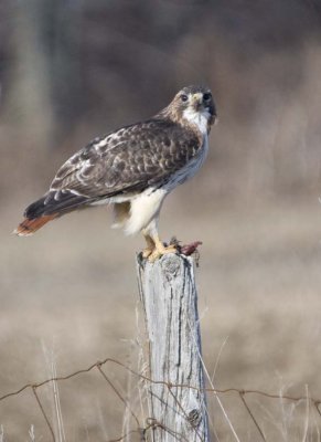 RedTailedHawk571.jpg
