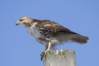 RedTailedHawk572.jpg