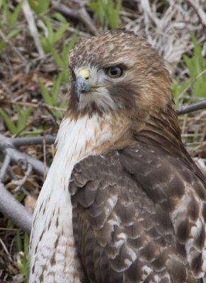 RedTailedHawk575.jpg
