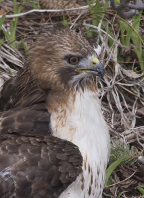 RedTailedHawk578.jpg