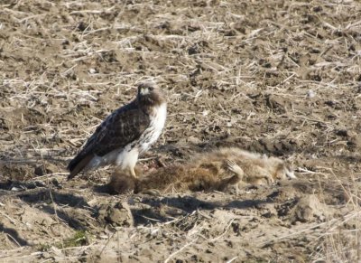 RedTailedHawk579.jpg