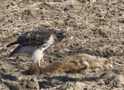 RedTailedHawk581.jpg