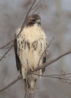 RedTailedHawk582.jpg