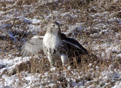 RedTailedHawk585.jpg