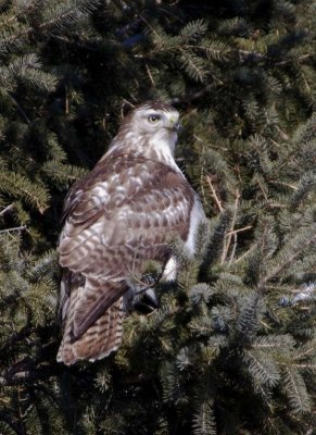 RedTailedHawk587.jpg
