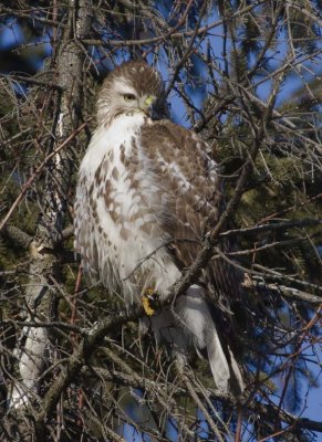 RedTailedHawk590.jpg