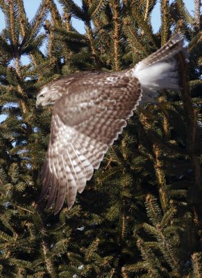 RedTailedHawk594.jpg