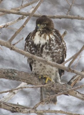 RedTailedHawk595.jpg