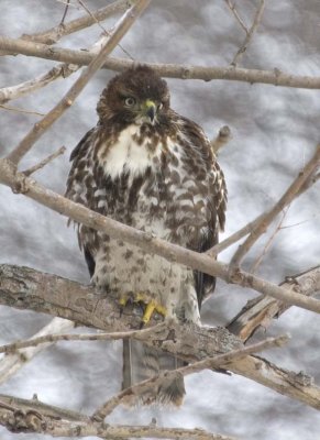 RedTailedHawk596.jpg
