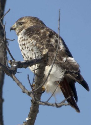 RedTailedHawk597.jpg