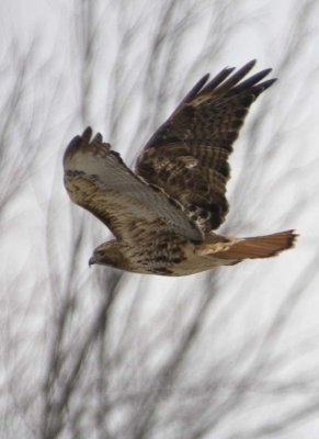 RedTailedHawk605R.jpg