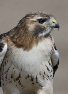 RedTailedHawk606.jpg