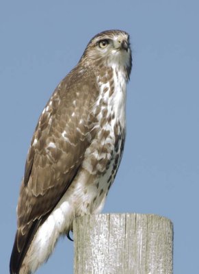 RedtailedHawk568.jpg