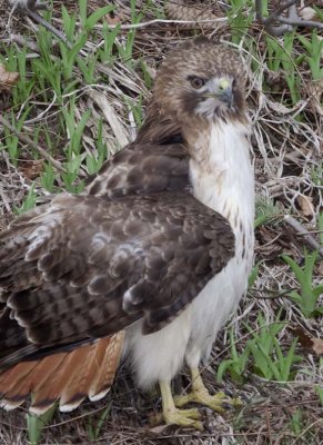 RedtailedHawk601.jpg