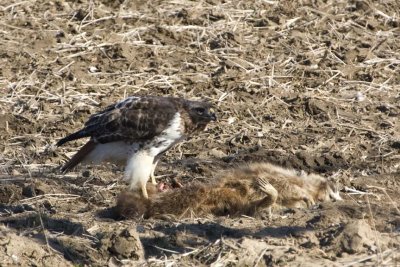 RedtailedHawk602.jpg