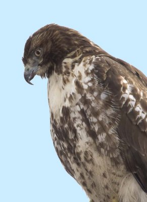 RedtailedHawk608.jpg
