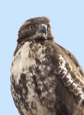 RedtailedHawk609.jpg