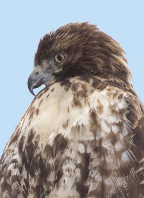 RedtailedHawk611.jpg