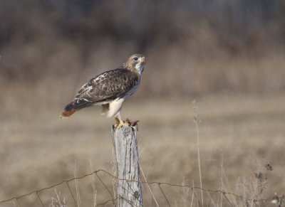 RedtailedHawk612.jpg