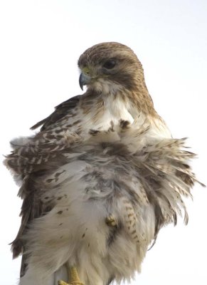 RedtailedHawk617.jpg