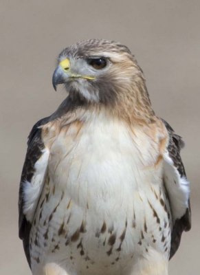 RedtailedHawk618.jpg